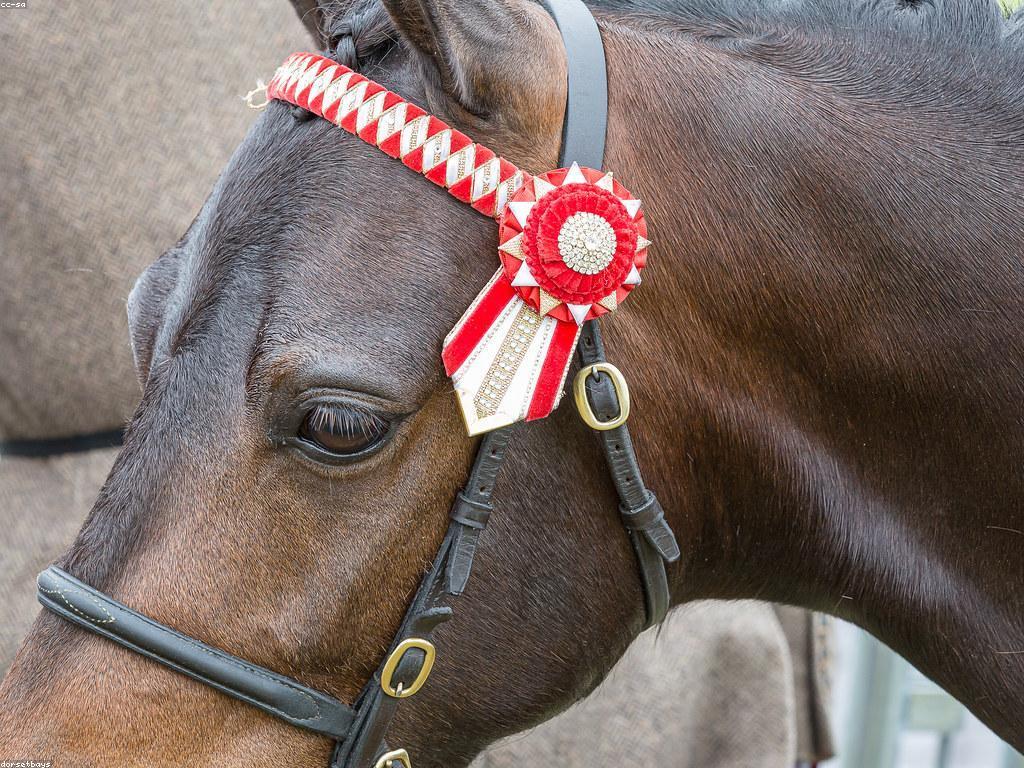 សារៈសំខាន់នៃការប្រកួតនិងរង្វាន់