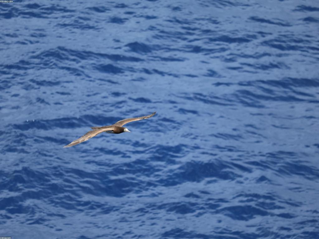 យុទ្ធសាស្ត្របាញ់ត្រី: ការបង្កើនប្រសិទ្ធភាពក្នុងការបាញ់ត្រី