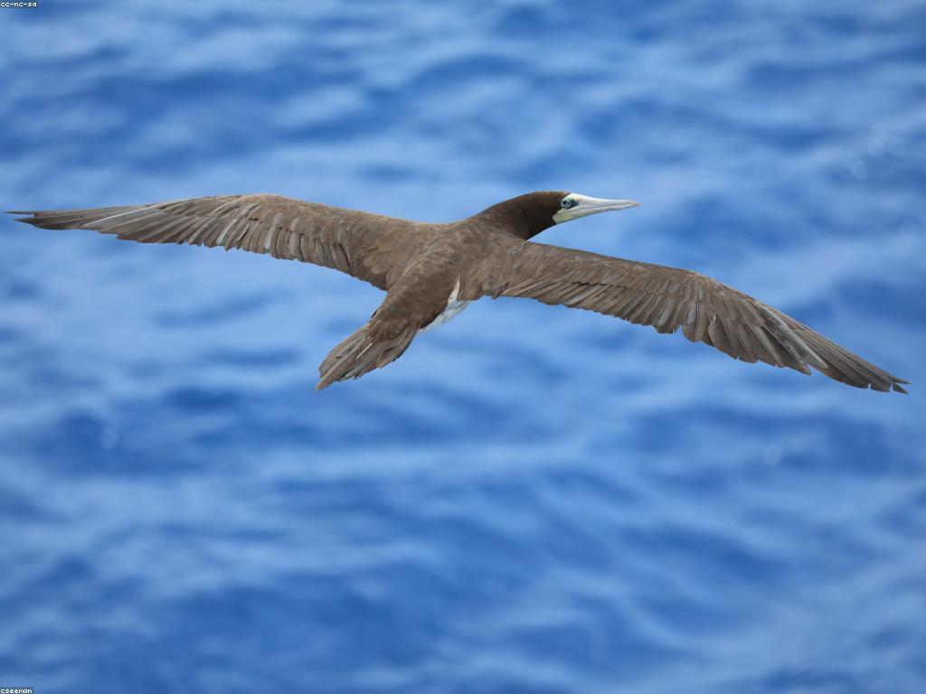 យុទ្ធសាស្ត្រ​បាញ់ត្រី: ការប្រកួតប្រជែងក្នុងសហគមន៍ត្រី