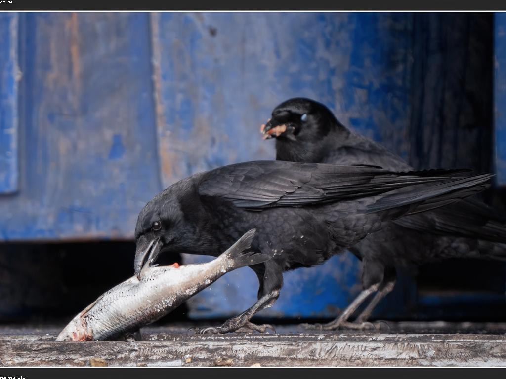 និយមន័យនៃការបង្ហោះបាញ់ត្រី និងគន្លឹះសំរាប់អ្នកចាប់ត្រី